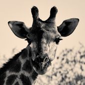 Giraffe_Simon Wildlife Services