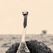 Ostrich_Simon Wildlife Services