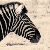 Plains zebra_Simon Wildlife Services